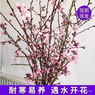 Hydroponic Housewarming Lazy People Indoor Blooming in Water】Decorative Fresh Branch Flower Arrangem