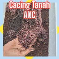 cacing tanah ANC 500gr cacing tanah hidup segar