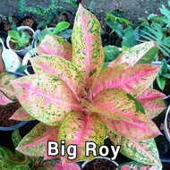 Aglonema dewasa Big Roy / Lulaiwan Tanaman hias