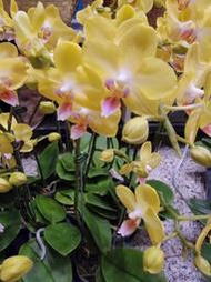 蝴蝶蘭開花株。2.5“盛開中.可先詢問花色.<两株可免運>🎀”