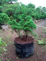 BAHAN BONSAI CEMARA PAPUA BAHAN BONSAI POHON CEMARA TANAMAN HIAS CEMARA PAPUA CEMARA NATAL BAKALAN B