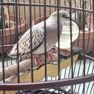 Derkuku Tekukur Kuk 3 Leopard