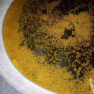 TELUR GURAME PADANG ISI 1200 LARVA BIBIT GURAME PADANG ASLI PAKET MURAH DAN BERKUALITAS