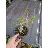 ( packing aman ) bonsai beringin ficus california prokar