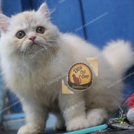 Kucing Anggora Persia Himalaya Ragdoll Munchkin Peaknose Gratisongkir