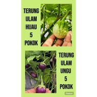 Anak Pokok Terung Ulam MIX ungu (5 pokok) & hijau ( 5 pokok )