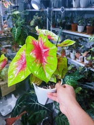 彩葉芋
