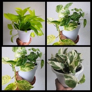 POTHOS NJOY / MARBLE / NEON Money Plant Climbing