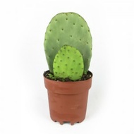 Prickly pear cactus/Kepingan pokok kaktus Opuntia /Nopal/Paddle/prickly pear cactus (Opuntia sp.) be