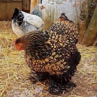 TELUR AYAM HIAS BRAHMA GOLD LACED UNTUK DI TETASKAN