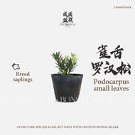 Podocarpus Small Leave Breed Sapling 雀舌罗汉松树苗
