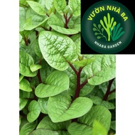 Combo of 5 pots of Purple Malabar Malabar Malabar (Malabar Malabar) - Rich in nutrients, purifies an