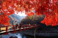 北陸旅遊｜台灣虎航｜五星之宿～楓紅立山黑部～童話合掌村.兼六園.小原四季櫻花季.鶴仙溪.上高地五日｜萬怡酒店｜高雄來回
