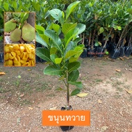 ต้นขนุน พันธุ์ ขนุนทวาย (Jackfruit) ทาบกิ่ง ต้นสวย ให้ผลเร็ว 1 ปี (รับประกัน ส่งใหม่ฟรี หากสินค้าเเสียหาย!!)