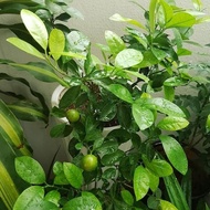 Limau Kasturi / Calamansi (Citrus x microcarpa) - Pokok Hidup / Live Plant