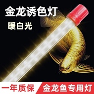 Arowana Special Lamp LED Super Bright Waterproof Fish Tank Lamp T8 Double Row 5050 Lamp Beads Red Dr