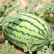 Biji Benih Tembikai Bujur Besar Manis 8pcs / Big Sweet Watermelon seed 大甜西瓜籽