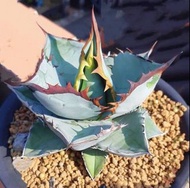 SG3287-鯊魚嚴龍大苗/稀有藍肌🔥多肉植物小盆栽禮物🔥