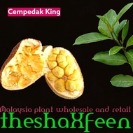 Pokok cempedak king theshaxfeen