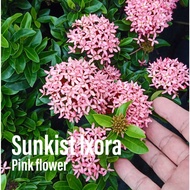 House Plant - Sunkist Ixora Pink Flower