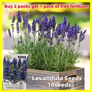 Butterfly Lavender Flower Seeds - Fresh 10 Seeds Lavandula Perfume Plant Seeds for Planting Flowers 