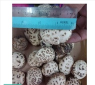 Premium Shittake Dried Mushroom*1x200g*实拍优质天白大花菇*1x200g