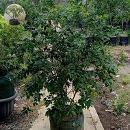 Bibit Anggur Pohon Brazil / Preco Tinggi 80 cm-1 meter