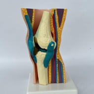 Human Knee Joint Function Model Medical Bone Frame Model Knee Bone Patella Bone Teaching Aids 2.7