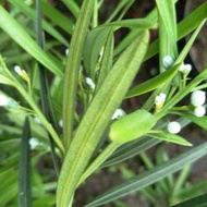 元茂園藝龍潭園區/大虎斑羅漢松（結果中） 足四週年盆栽