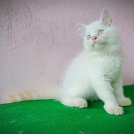 kucing persia medium, Himalaya redpoint betina. 