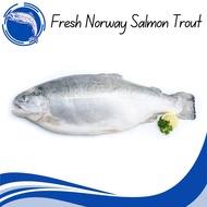 [BestChoice] Fresh Norway Fjord Trout whole Salmon with Cut