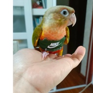 Parrot Release Rope Bird Cotton Flight Suit Doesn't Hurt Birds Cockatiel Lovebird Outdoor Traction F