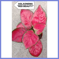 ◭ ◩ ¤ AGLAONEMA "RED BEAUTY" (LIVE PLANT)