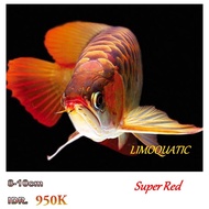 ARWANA SUPER RED SIZE 8-10CM LENGKAP DENGAN SERTIFIKAT DAN CHIP