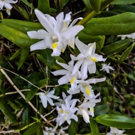 Anak Pokok Orkid Merpati Wangi [Packaging Selamat] / Anggerik Hutan / Orkid Desa / Pigeon Orchid [Fr