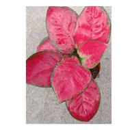 AGLAONEMA "RED BEAUTY" (Live Plants)