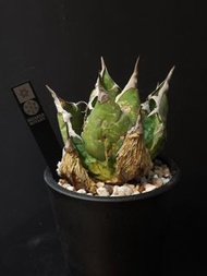 Agave oteroi (FO-076)