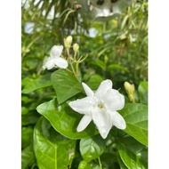 (Bundle of 2)Jasminum sambac 'Maid Of Orleans' - Jasmine plant - Arabian jasmine, 茉莉