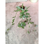 Hoya Krohniana Eskimo no shipping to East Malaysia rare live plants