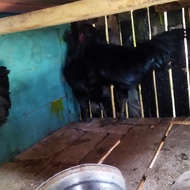 AYAM CEMANI ( Lidah Abu² )