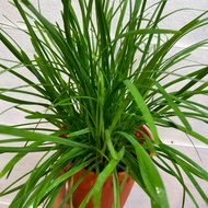 H2O - Kucai Plant Live Plant 韭菜