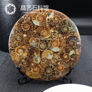 Natural Ammonite Fossil Stitching Disc Ornaments Multiple Ammonite Combination Fossil Plates Ancient