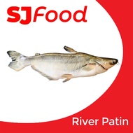 SJ Food Fresh Frozen River Patin 1.8-2KG