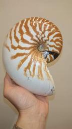 Nautilus macromphalus 深臍鸚鵡螺 大臍 16公分XL 海螺貝殼標本活化石四大名螺唐冠螺大法螺萬寶螺