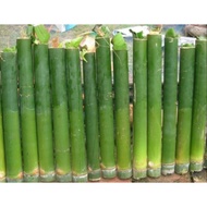 buluh lemang,buluh lemang hiasan(10batang)