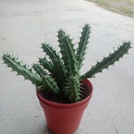 CACTUS HUERNIA MACROCARPA