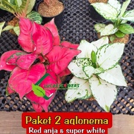 aglonema paket import