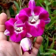 Anggrek Dendrobium Mini Dragon - Bunga hias anggrek-bunga anggrek