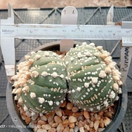 🌵💥แอสโตร ไซส์ใหญ่ 💥🌵   Astrophytum  อายุ4-5ปี ต้นใหญ่มาก ให้ดอกแล้วทุกค้น ไม้เมล็ด ขนาด 9-10 ซม. ต้นกระบองเพชร ต้นแคคตัส