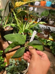 Hoya ruthiae 露西亞毬蘭